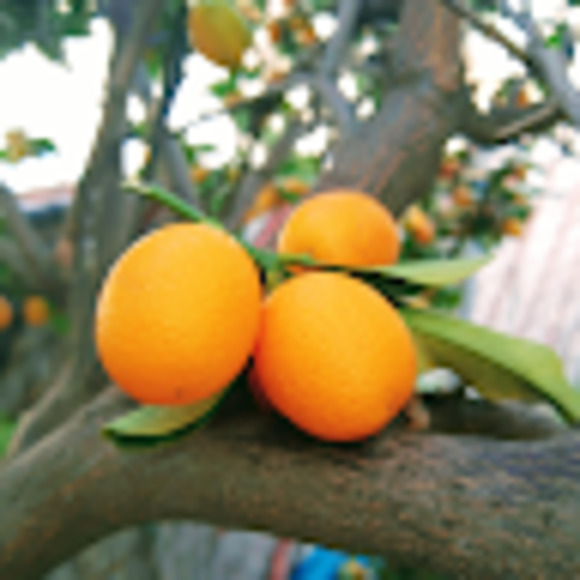 Meet your Posher, Yamil - Picture 1 of 1